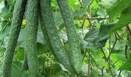 吃瓜种瓜开花了说说,从吃瓜到种瓜，见证丰收喜悦