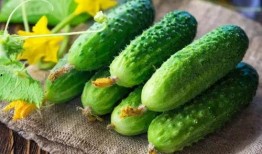 用药时可以吃白瓜吗图片,安全搭配指南