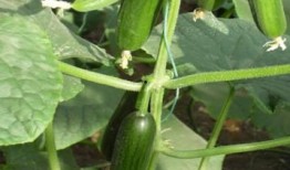 吃瓜人名图,名图背后的故事与真相