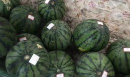 瓜篓子能同时吃吗,一篓两味，尽享美味