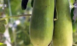 金乡县吃瓜,探寻瓜乡的独特魅力