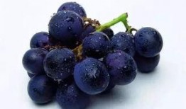 梦里吃黑色瓜,黑色瓜果的秘密之旅