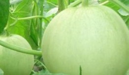 孕妇可以吃土瓜吗,土瓜的适宜与禁忌