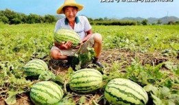 吃瓜戴路,揭秘娱乐圈背后的故事与真相