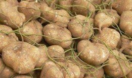 附子瓜怎么吃减肥,天然食材助你轻松瘦身