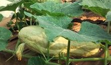 叶十七吃瓜,一场吃瓜引发的欢乐盛宴