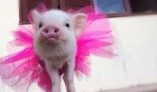 萌哒哒小猪吃瓜,萌哒哒小猪的欢乐吃瓜之旅