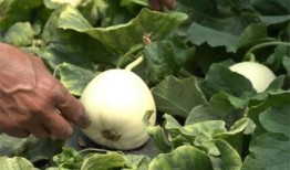 金乡县吃瓜,探寻瓜乡的独特魅力