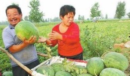 柘汪镇吃瓜,瓜香四溢，品味乡村美食之旅