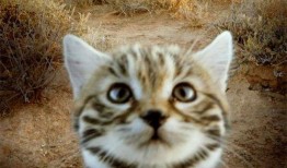 带你吃瓜解说猫科,揭秘猫科动物的神秘世界