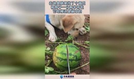 瓜可以给狗吃吗,狗狗的健康美食选择