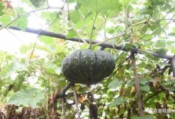 菜园吃瓜群众,菜园里吃瓜群众的欢乐时光