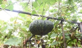 菜园吃瓜群众,菜园里吃瓜群众的欢乐时光