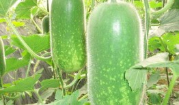 吃瓜高清在线观看,高清在线观看，畅享视觉盛宴