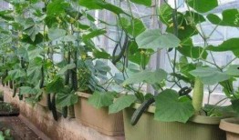 架瓜怎么吃最好,这样吃最过瘾！