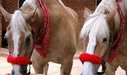 喂马吃瓜,探寻农耕生活中的趣味时光