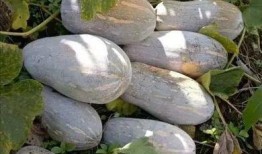 德昌县吃瓜,瓜果飘香，品味田园生活