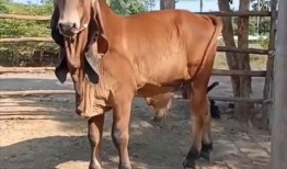 牛大瓜吃牛蹄,一场别开生面的美食之旅