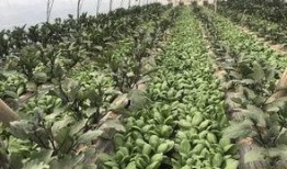 河科吃瓜,揭秘校园热点事件背后的真相