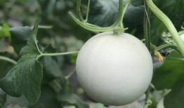 吃瓜吃到嘴软,揭秘娱乐圈幕后故事