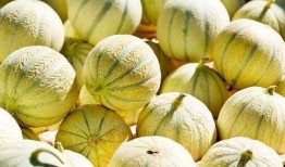 吃白玉瓜上火吗,上火还是养生佳品？