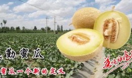 微信吃瓜群瓜文天下,瓜文天下，揭秘娱乐圈幕后故事