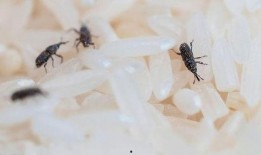 大虫子火爆吃瓜,揭秘网络热点的背后故事