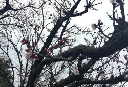 吃瓜樱花汇,一场别开生面的樱花盛宴与美食狂欢