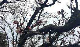 吃瓜樱花汇,一场别开生面的樱花盛宴与美食狂欢