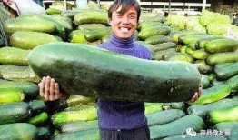 一个吃瓜的人,一场全民参与的娱乐盛宴