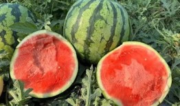 吃瓜吃根部还是吃顶部,揭秘吃瓜的正确姿势——根部还是顶部？