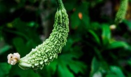 胃肿瘤可以吃凉瓜,助益健康恢复