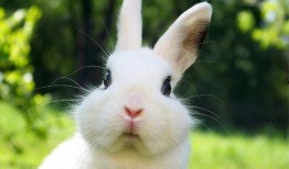 宠物兔夏天吃瓜,宠物兔的瓜果盛宴