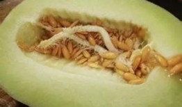 吃葵瓜会不会过敏,食用葵瓜需谨慎