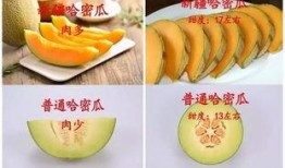 吃脆哈密瓜被打,甜蜜邂逅，意外“打”出美味新体验