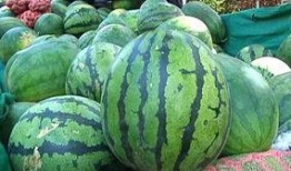 这瓜有人吃不,揭秘“有人吃不”的神秘瓜种