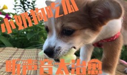 瓜可以给狗吃吗,狗狗的健康美食选择