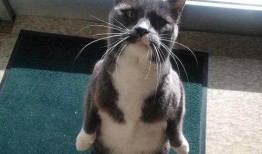 头像猫咪吃瓜,猫咪的夏日消暑新宠