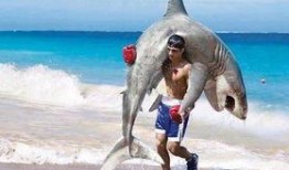 鲨鱼吃瓜头像情侣,趣味横生的网络潮流形象