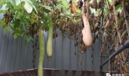 菜园吃瓜群众,菜园里吃瓜群众的欢乐时光