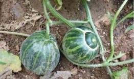 吃瓜的老王同学,吃瓜老王同学的校园趣事大盘点