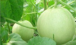 吃瓜不吃瓜有啥用处吗,揭秘网络热议背后的实用价值