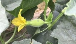 河科吃瓜,揭秘校园热点事件背后的真相