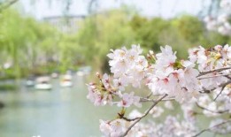 吃瓜樱花汇,一场别开生面的樱花盛宴与美食狂欢