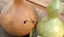 肝癌可以吃葫芦瓜,天然食疗的养生之道