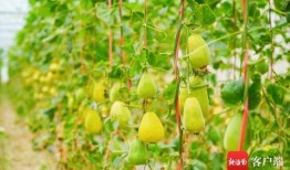 吃瓜人名图,名图背后的故事与真相