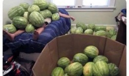 为什么叫吃瓜群众吃大瓜,一场网络文化的演变之旅