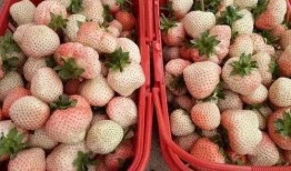 吃颗草莓瓜,甜蜜诱惑，舌尖上的夏日风情