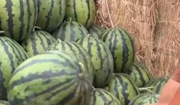 瓜瓜吃瓜社会,揭秘网络社会中的“吃瓜”现象