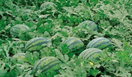 微信吃瓜群瓜文天下,瓜文天下，揭秘娱乐圈幕后故事